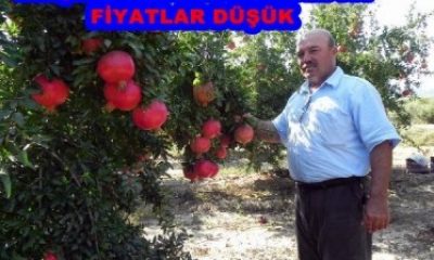 Narda Üretim İyi, Fiyat Düşük