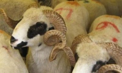 Selçuk’ta Kurban Kesim Kursu Açılıyor