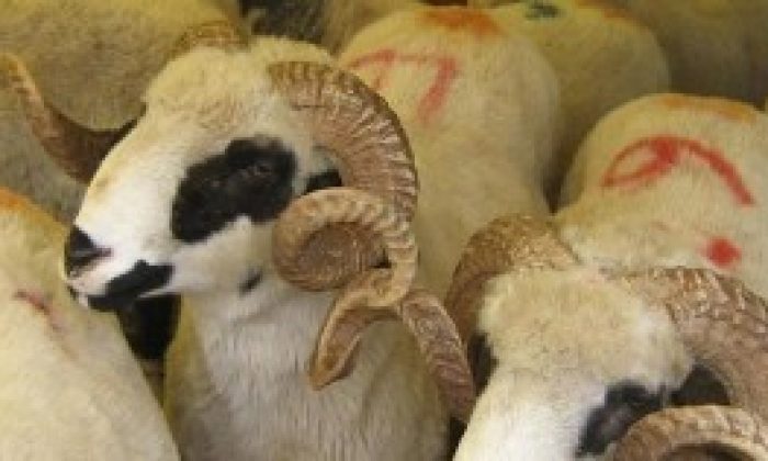 Selçuk’ta Kurban Kesim Kursu Açılıyor