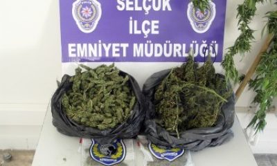 Selçuk’ta Son Dokuz Yılın En Büyük Esrar Operasyonu Yapıldı