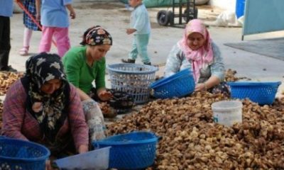 İncir Üreticisi Dertli mi Dertli