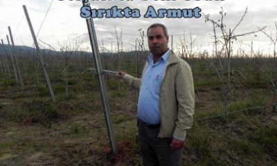 Selçuk’ta Yeni Ürün Sırıkta Armut