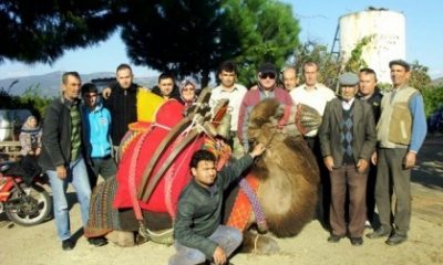 Selçuklu Deveciler Güreşlere Hazır