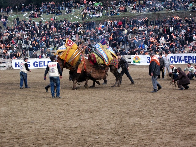 selcuk-efes-deve-guresi (1)
