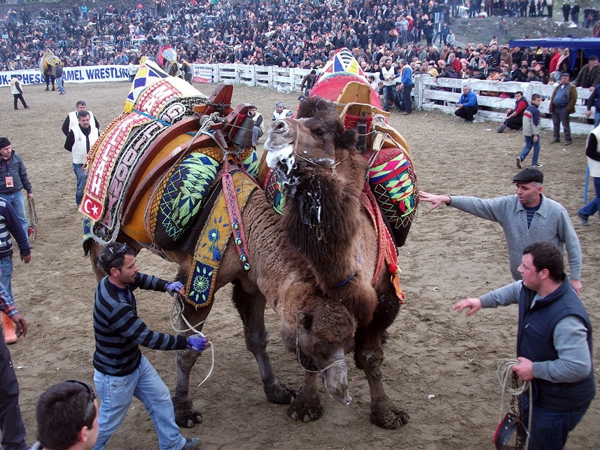 selcuk-efes-deve-guresi (2)