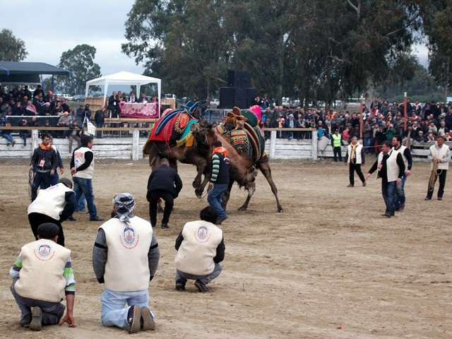 selcuk-efes-deve-guresi (4)