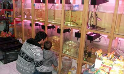 Ayasuluk Pet Shop Miniklerin İlgi Odağı