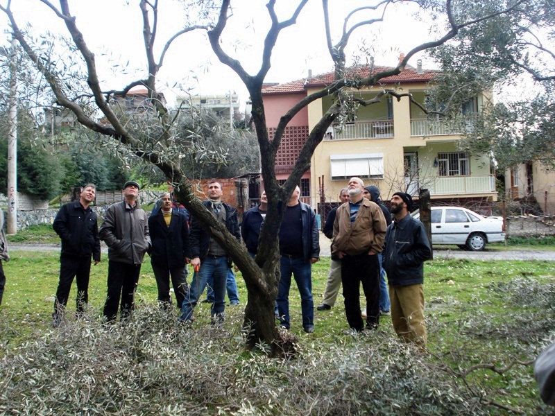 zeytin agaci budama -2