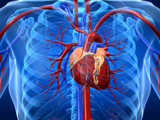 Cardiovascular_System1