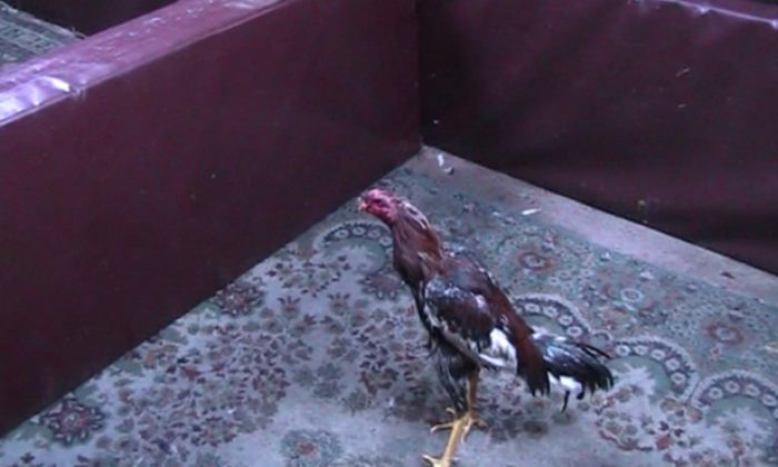 Selçuk’ta Horoz Güreştirenlere Baskın‏