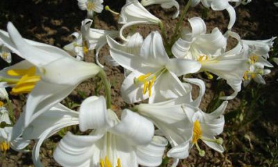 Kum Zambakları Yine Sahipsiz