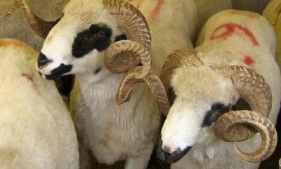 Selçuk Kurban Komisyonu Alınan Kararları Açıkladı