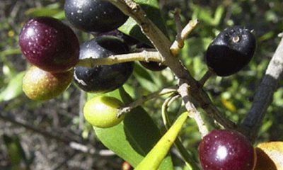 Zeytinlikleri İmara Açmak Cinayettir