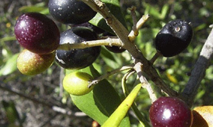 Zeytinlikleri İmara Açmak Cinayettir