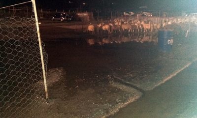 Kurban Pazarı Bataklığa Döndü