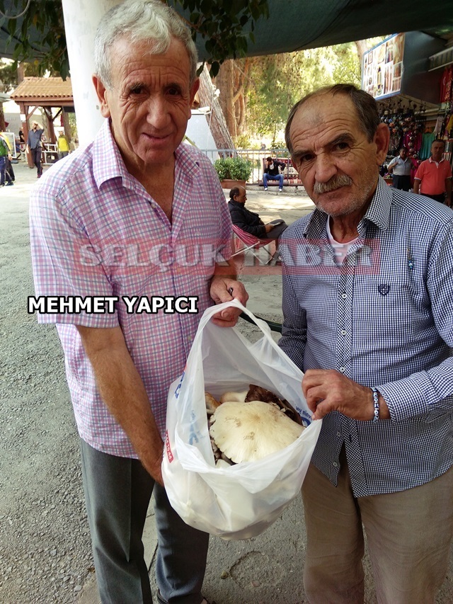 mantar-mehmet-yapici