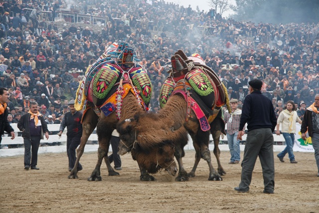 SELCUK-EFES-DEVE-GURESI (2)