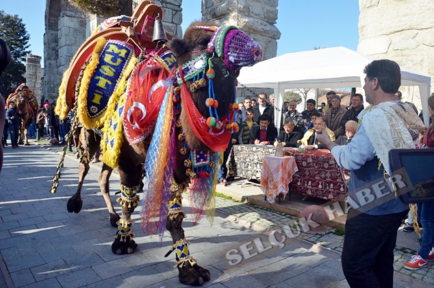 SELCUKEFES-deve-guresleri (11)