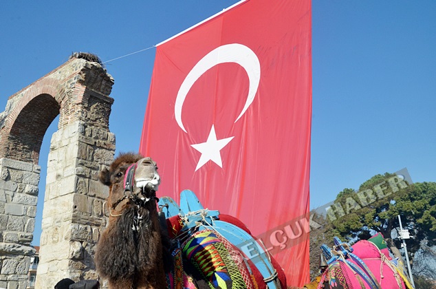 SELCUKEFES-deve-guresleri (2)