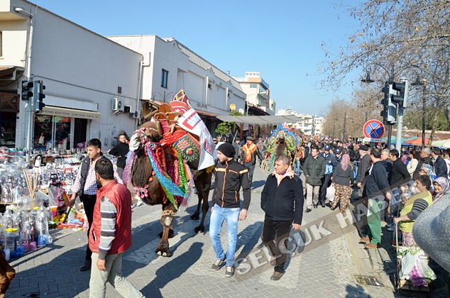 SELCUKEFES-deve-guresleri (8)