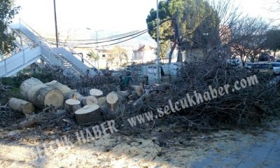 İstasyon Meydanı’nda Ağaç Katliamı