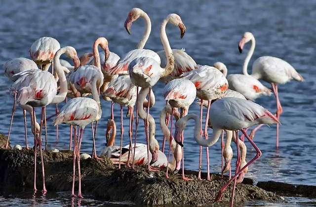İzmir’de Flamingolardan Sonra Pelikanlar İçin de Ada Yapılacak