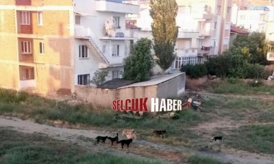 Sahipsiz köpekler zor anlar yaşatıyor