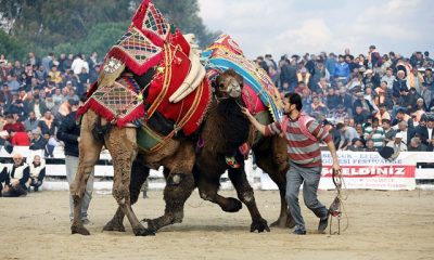 Selçuk Efes Deve Güreşi Eğlenceleri