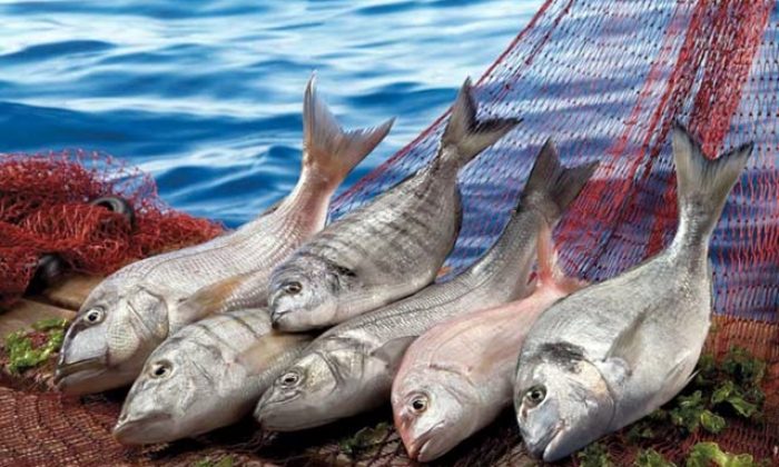 Su ürünlerinin geleceği yetiştiricilikte