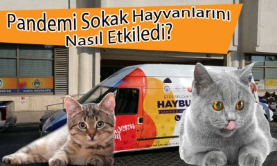 Pandemi Sokak Hayvanlarını Nasıl Etkiledi?