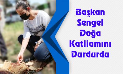 Başkan Sengel Doğa Katliamını Durdurdu