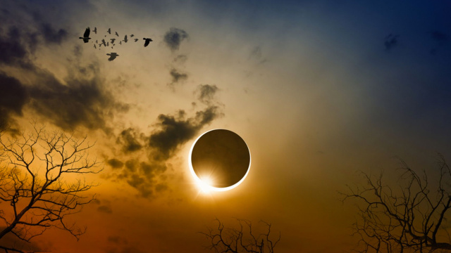 Ortaya çıktı ki ağaçlar birbiriyle konuşuyormuş! Güneş tutulmasında meğerse... - Resim: 1