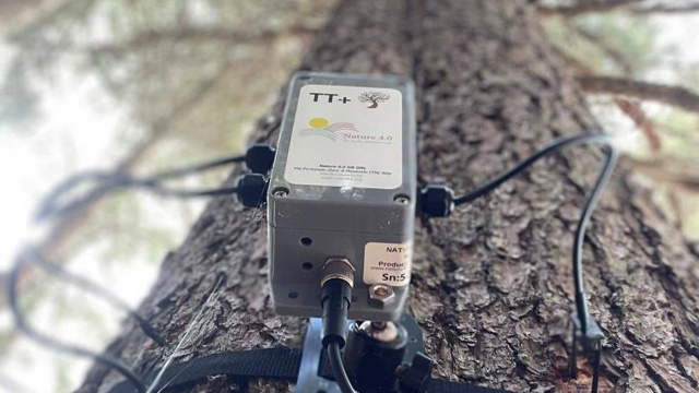 Ortaya çıktı ki ağaçlar birbiriyle konuşuyormuş! Güneş tutulmasında meğerse... - Resim: 0