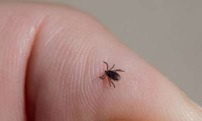 En çok kene olan iller! 5 il hastalık taşıyan kene popülasyonunda ilk sırada