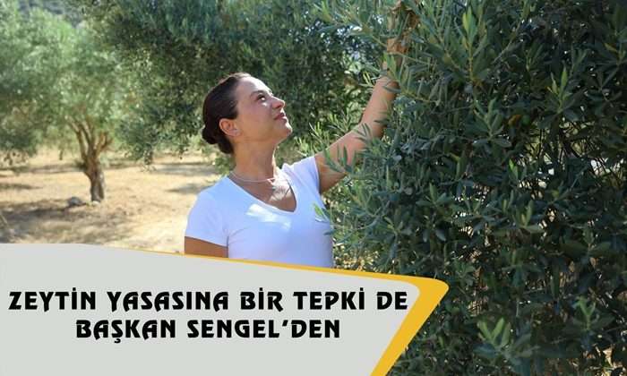Zeytin Yasasına Bir Tepki de Başkan Sengel’den