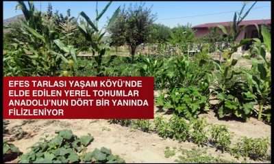 EFES TARLASI YAŞAM KÖYÜ’NDE ELDE EDİLEN YEREL TOHUMLAR ANADOLU’NUN DÖRT BİR YANINDA FİLİZLENİYOR