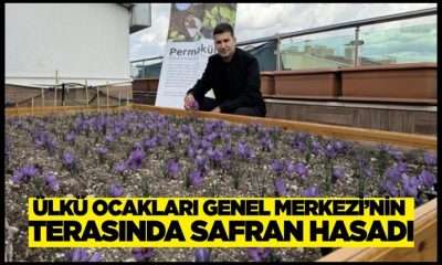 Ülkü Ocakları Genel Merkezi’nin terasında safran hasadı