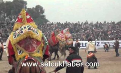 29. Selçuk-Efes Deve Güreşleri Festivali (16 ocak 2011}