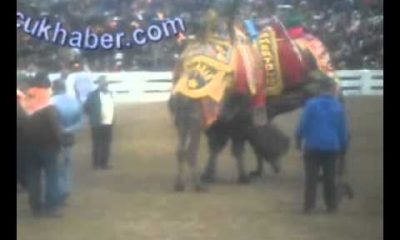 30. Selçuk-Efes Deve Güreşleri Festivali 2012