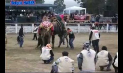 31. Selçuk Efes Deve Güreşi Festivali Fotoğrafları
