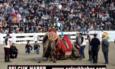32. Selçuk – Efes Deve Güreşleri 2014