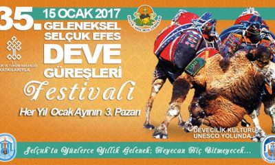 Selçuk deve güreşlerine hazır