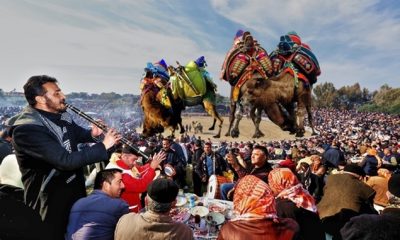 Deve Güreşleri hazırlıkları tamamlandı