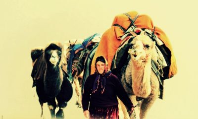 Devecilik Kültürü sempozyumunun ikincisi düzenleniyor