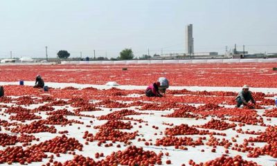 Torbalı dünyaya domatesle açıldı