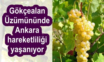Gökçealan Üzümününde Ankara hareketliliği yaşanıyor