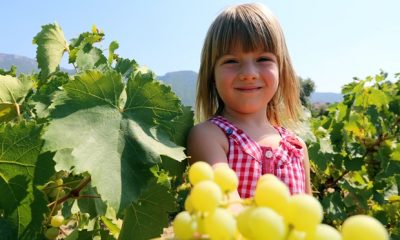 Gökçealan üzüm festivali 17 Eylül de