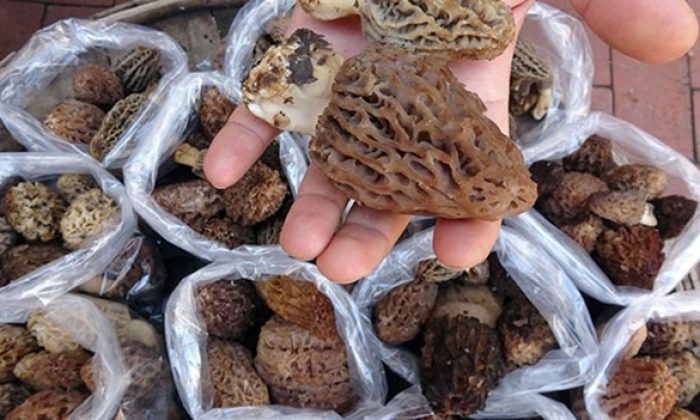 Kuzugöbeği mantarı kilosu 100 TL’den satılıyor