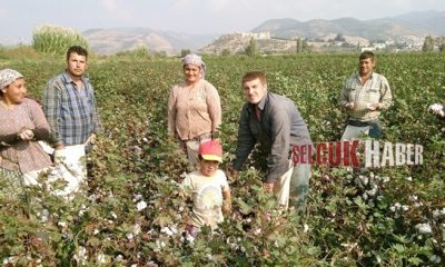 Acı ama gerçek, pamuk bitti