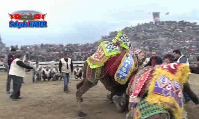Selçuk- Efes Deve Güreşi Festivali 18-19 Ocak’ta